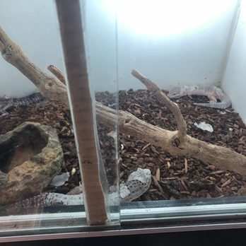Pet Palace - More of the leopard gecko setup.... - Pet Stores Near Me - Covina, California