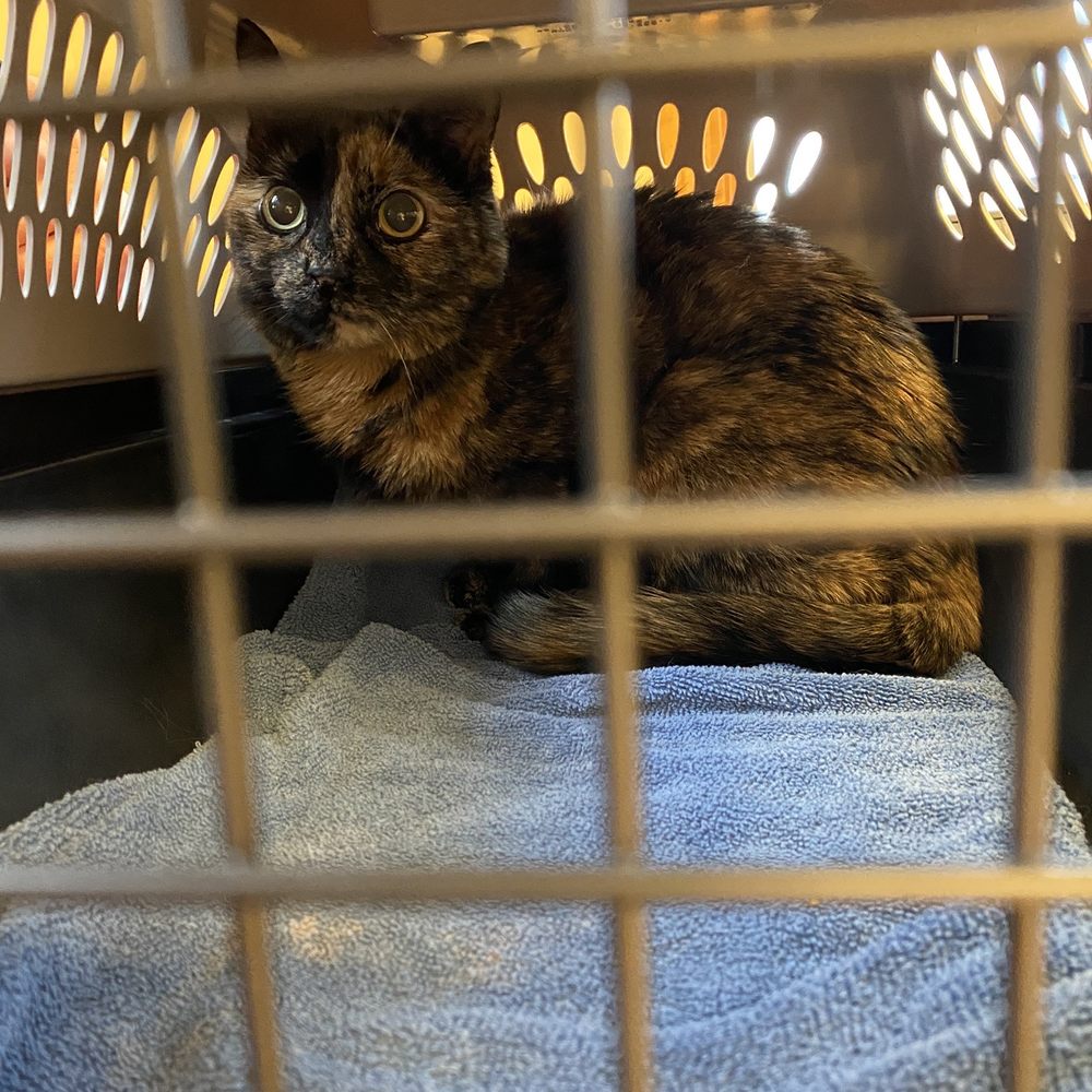 MedVet Mahoning Valley - The patient - Veterinarians Near Me - Girard, Ohio MedVet Mahoning Valley - The patient - Veterinarians Near Me - Girard, Ohio