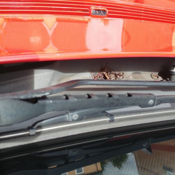PMG Autocare - Dirt and leaves left after all works supposedly done - absolutely not cleaned at all.  No restoration of 'black' portions below windshield. - Auto Detailing Near Me - Belfast, BFS