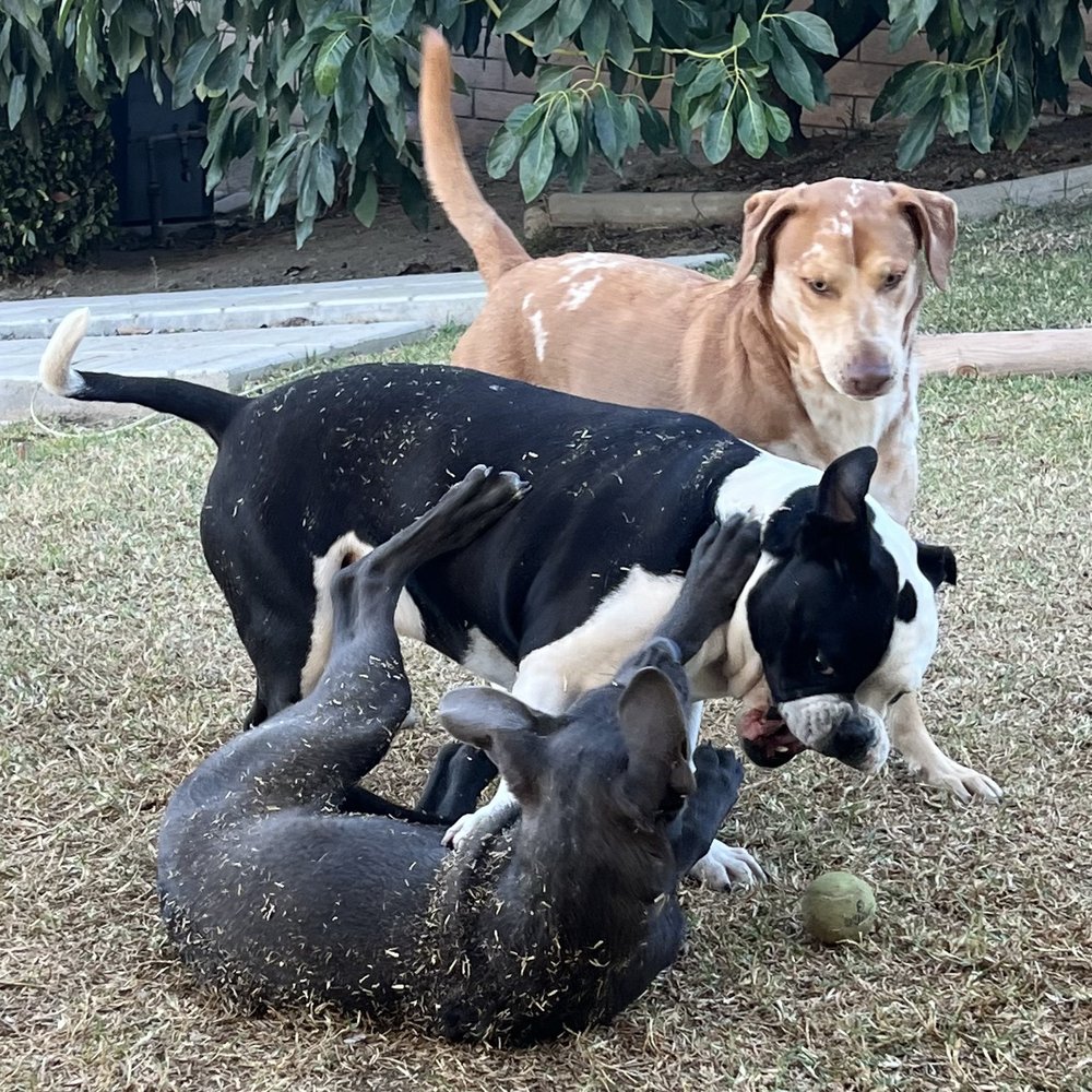 Our wild 3 appreciate the small area to stretch their legs!