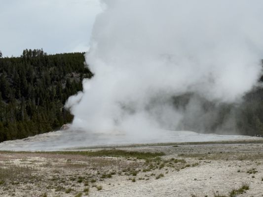 Old Faithful by null