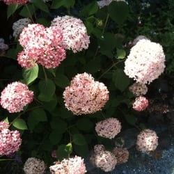 Rocky Dale Gardens - New hydrangea