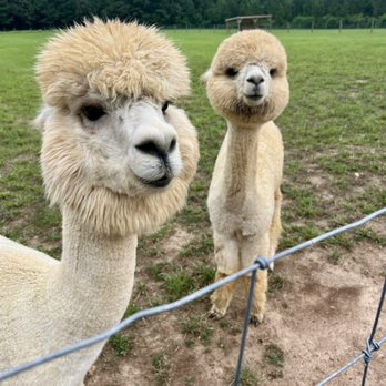 Hardly Farm - Two boys on our farm. Mac and Centaurus. - Attraction Farms Near Me - Castalia, North Carolina Hardly Farm - Two boys on our farm. Mac and Centaurus. - Attraction Farms Near Me - Castalia, North Carolina