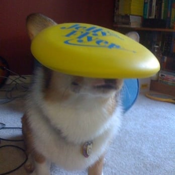 Uncle's Games - Cooper LOVES his Jelly Flyer! - Toy Stores Near Me - Redmond, Washington