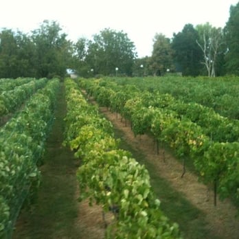 Tyler Ridge Vineyard Winery - Tyler Ridge Vineyard - Wineries Near Me - Springfield, Missouri