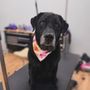 Photo of The Paw Spa