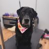 The Paw Spa gift card