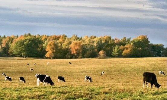 Finger Lakes National Forest by null