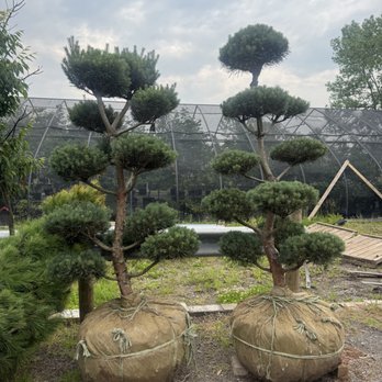 Oriental Garden Supply - Beautiful trees heading to a new home. - Nurseries & Gardening Near Me - Pittsford, New York Oriental Garden Supply - Beautiful trees heading to a new home. - Nurseries & Gardening Near Me - Pittsford, New York
