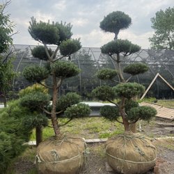Oriental Garden Supply - Beautiful trees heading to a new home.
