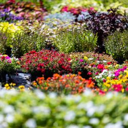 Arcadia Nurseries - Arcadia Nursery