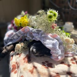 West Coast Pet Memorial Services - The love of my life. These pics are not to seem morbid, it's to show the service they provided. The flowers brought by my guests.