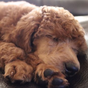 Idaho Jewels Poodles - Pet Breeders Near Me Idaho Jewels Poodles - Pet Breeders Near Me