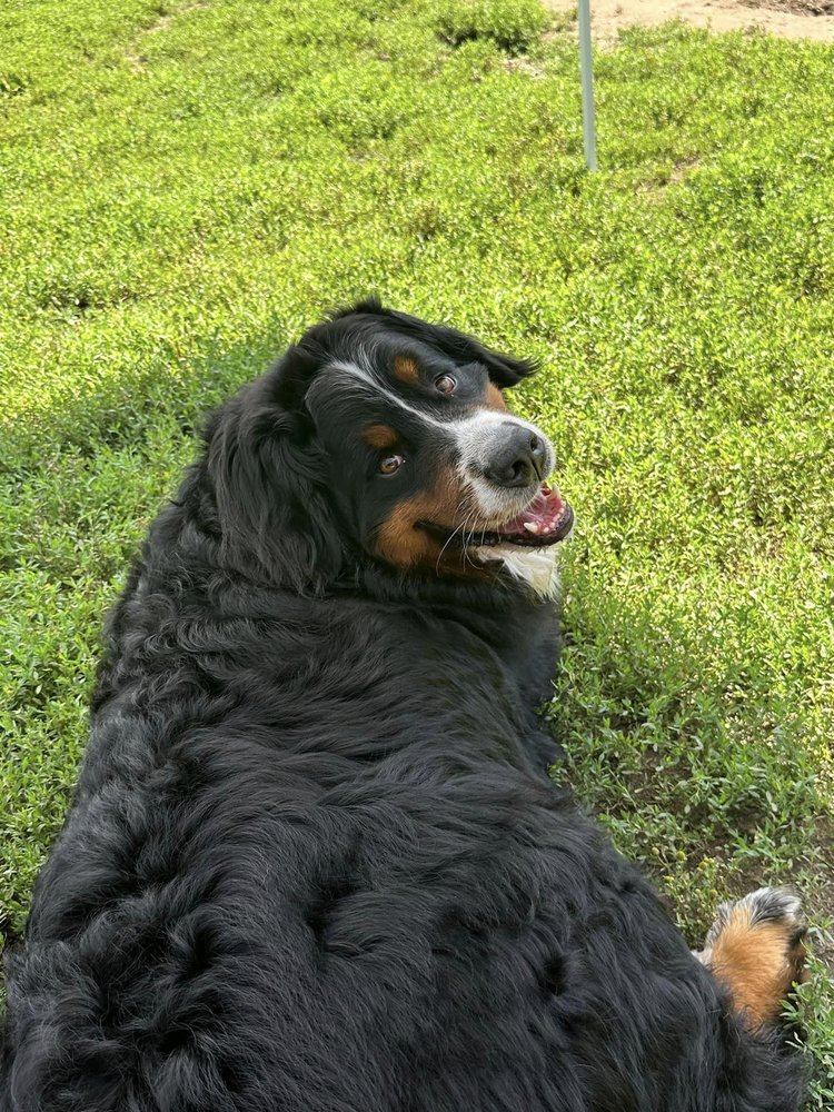 Dogs Day Out - pet boarding facility in Morristown, VT