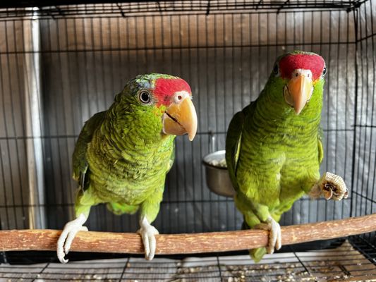 Amazon Parrots! - Amazon Parrots! Amazon Parrots! - Amazon Parrots!