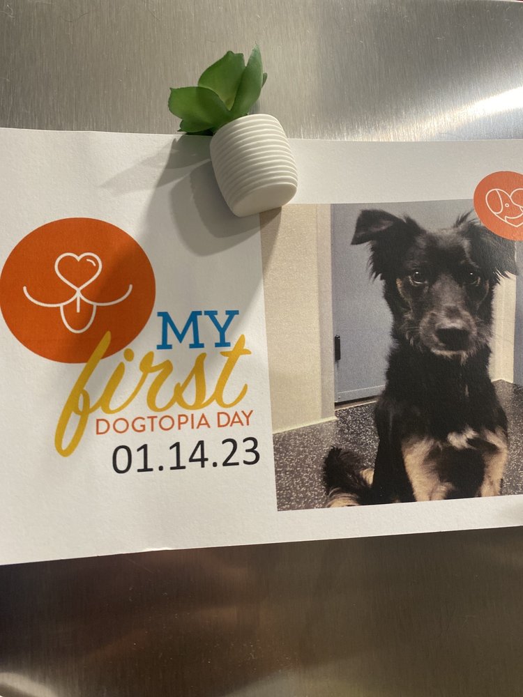 DOGTOPIA 1071 E 16th St, Upland, California Pet Boarding Phone