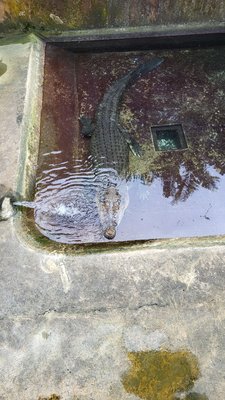 Palawan Wildlife Rescue and Conservation Center (Crocodile Farm) by null