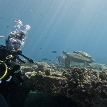 Banyan Tree Divers Maui - Sea turtle paradise - Scuba Diving Near Me - Lahaina, Hawaii Banyan Tree Divers Maui - Sea turtle paradise - Scuba Diving Near Me - Lahaina, Hawaii