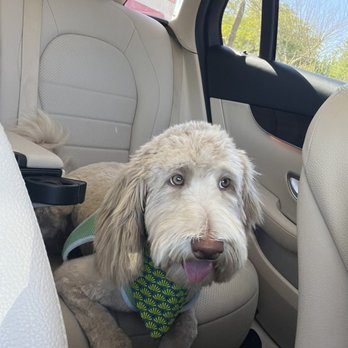 Cookies N Clean - Bella chilling after her new haircut for the summer. - Pet Groomers Near Me - Phoenix, Arizona