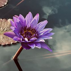 Lavender Massage Studio - Flower