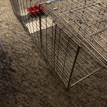 Pro Pacific Pest Control - The trap!! - Pest Control Near Me Pro Pacific Pest Control - The trap!! - Pest Control Near Me
