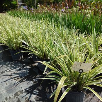 Brentwood Nursery Three - Nurseries & Gardening Near Me - Orlando, Florida Brentwood Nursery Three - Nurseries & Gardening Near Me - Orlando, Florida