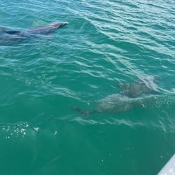 Captain Red Beards South Padre Island Adventures - So close and beautiful!
