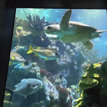 New England Aquarium - Aquariums Near Me - Boston, Massachusetts New England Aquarium - Aquariums Near Me - Boston, Massachusetts
