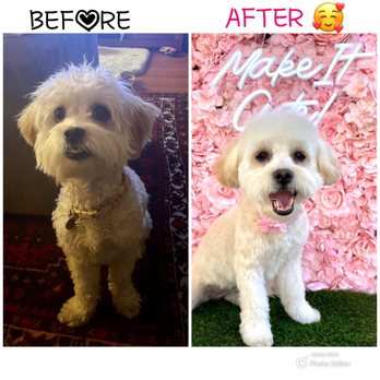 Make It Cute - Pet Groomers Near Me - Pasadena, California Make It Cute - Pet Groomers Near Me - Pasadena, California
