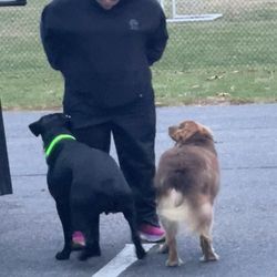 Pawz 4 Life Mobile Pet Grooming - Cara is the highlight of a dog's day!