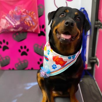 Royalty Unleashed Mobile Pet Spa - My pretty Amber - Pet Groomers Near Me Royalty Unleashed Mobile Pet Spa - My pretty Amber - Pet Groomers Near Me