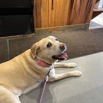 Cowboy Coffee - Puppy friendly! - Coffee & Tea Near Me - Jackson, Wyoming Cowboy Coffee - Puppy friendly! - Coffee & Tea Near Me - Jackson, Wyoming