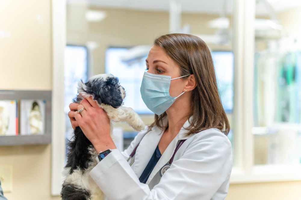 Willowrun Veterinary Hospital - pet boarding facility in Smithfield, NC