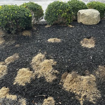 Bug Buster - Cicada Killer Wasp - Home Inspectors Near Me - Hudson, Ohio Bug Buster - Cicada Killer Wasp - Home Inspectors Near Me - Hudson, Ohio