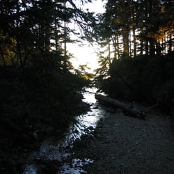 Oswald West State Park - Almost there! - trail from campground to the beach