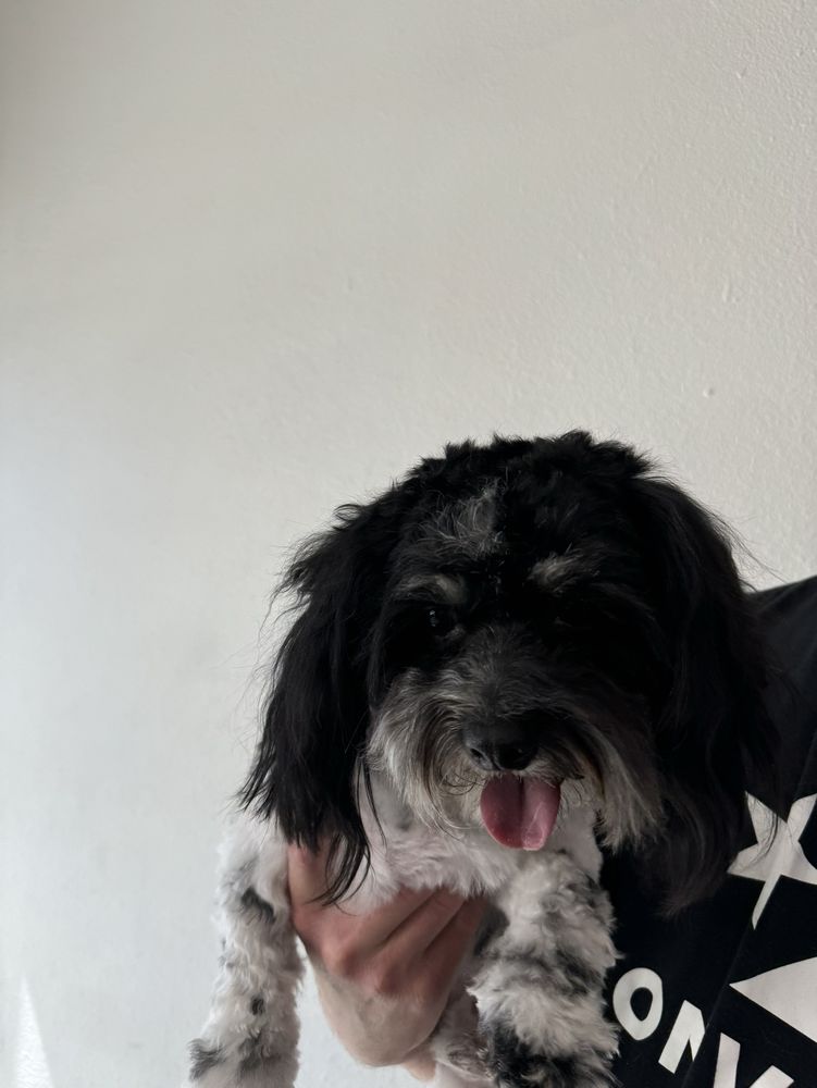 MOMO GS PET OASIS Updated June 2024 Twentynine Palms, California Pet Groomers Phone