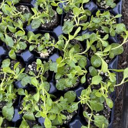 Flat of good plantable kurapia. How all flats should look.