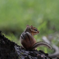 Stonewood Park - Chippie