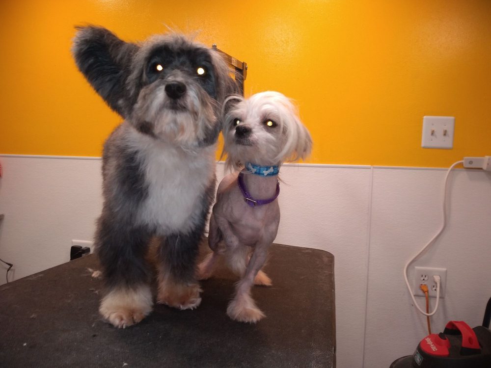 GG's Pet Bungalow - pet boarding facility in Milwaukee, WI