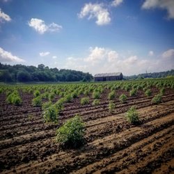 Rocky Ridge Hemp - A field on our farm full of quality Rocky Ridge Hemp CBD plants.