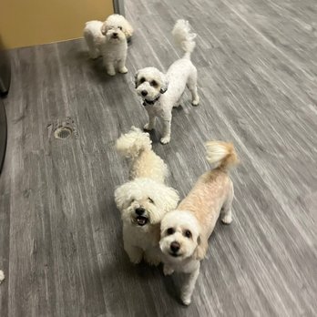 UC Barkley - Snowball & Cinnamon - play with other dogs - Happy !! - Pet Groomers Near Me - Lake Forest, California UC Barkley - Snowball & Cinnamon - play with other dogs - Happy !! - Pet Groomers Near Me - Lake Forest, California
