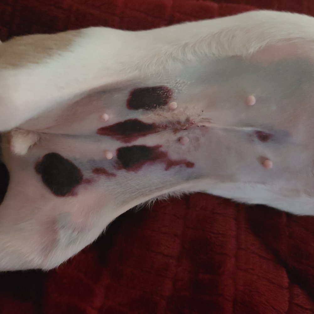 Little Rascals Rescue - This is the next morning. She was spayed the afternoon before. - Animal Shelters Near Me Little Rascals Rescue - This is the next morning. She was spayed the afternoon before. - Animal Shelters Near Me