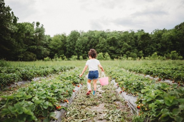 Salem Berry Farm by null