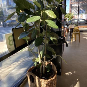 Hidden Grounds Chai & Coffee House - Love this plant - Coffee & Tea Near Me - Brooklyn, New York Hidden Grounds Chai & Coffee House - Love this plant - Coffee & Tea Near Me - Brooklyn, New York
