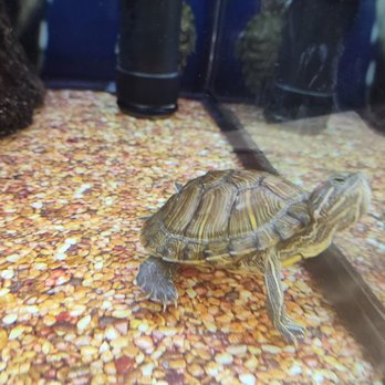 Petco - Pet Stores Near Me - Irondequoit, New York