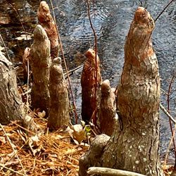 Texas Freshwater Fisheries Center - Wonderful nature trails