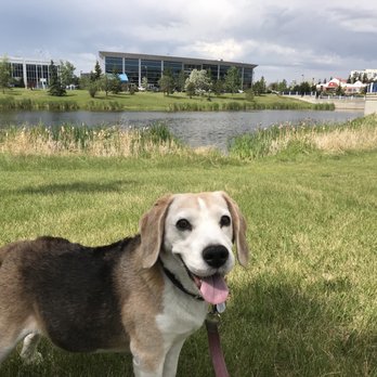 Millwoods Town Centre Pond - A great place to walk dogs (on leash)! - Lakes Near Me - Edmonton, Alberta Millwoods Town Centre Pond - A great place to walk dogs (on leash)! - Lakes Near Me - Edmonton, Alberta