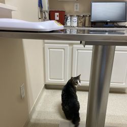 Limestone Veterinary Hospital - Coop in the exam room