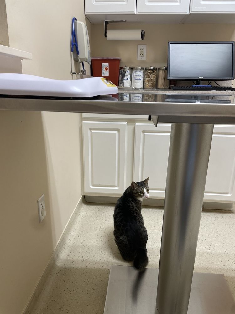 LIMESTONE VETERINARY HOSPITAL Updated August 2024 24 Reviews 6102