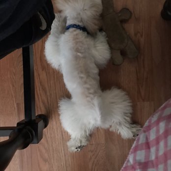 PetSmart - Poor haircut of a 5 month old puppy - Pet Stores Near Me - Pembroke Pines, Florida